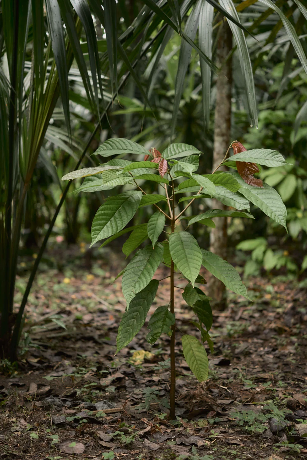 Ajaw-maya-chocolate-tours-in-Bullet-Tree-Cayo-Belize-453-1001x1500